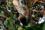 Amazonas06 - 029 * Two-toed Sloth.